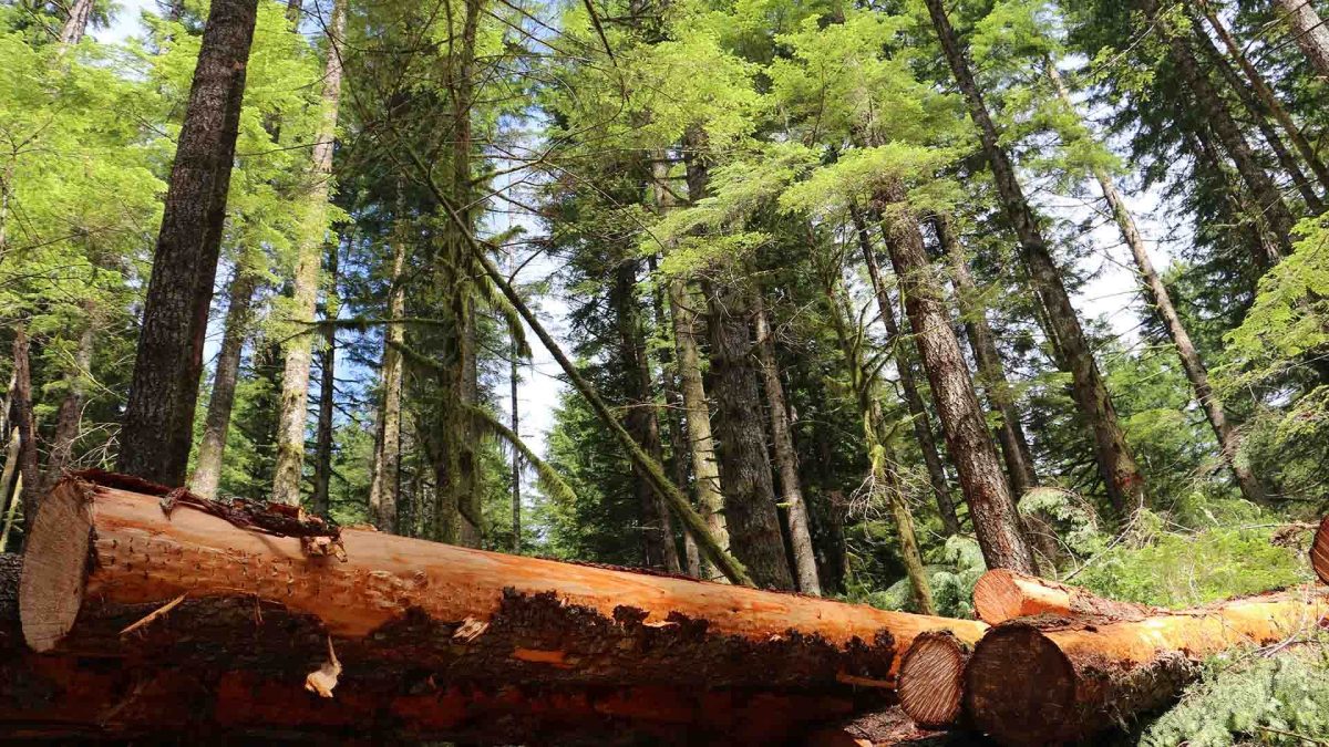 FSC – Why it Matters