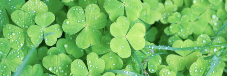 Celebrating St. Patrick’s Day