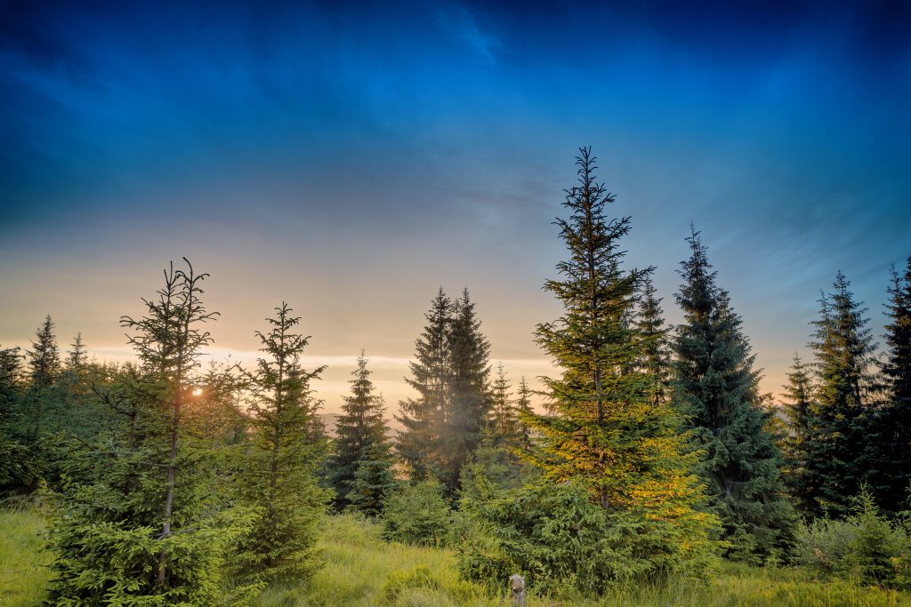 Choose Black Spruce
